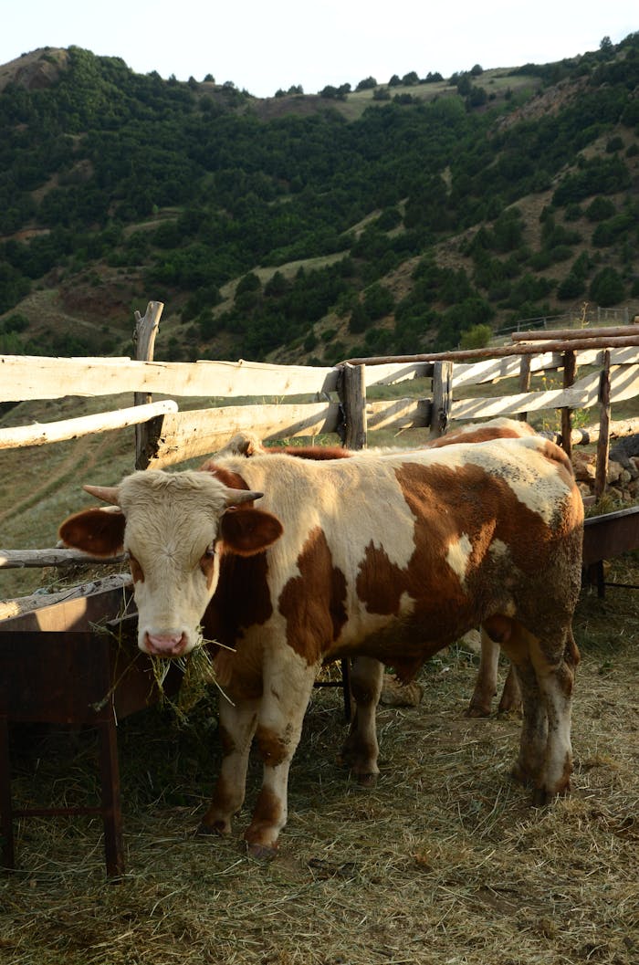 creative-02 A brown and white cow standing in a wooden corral, set against a hilly countryside backdrop, reflecting rural farming life.