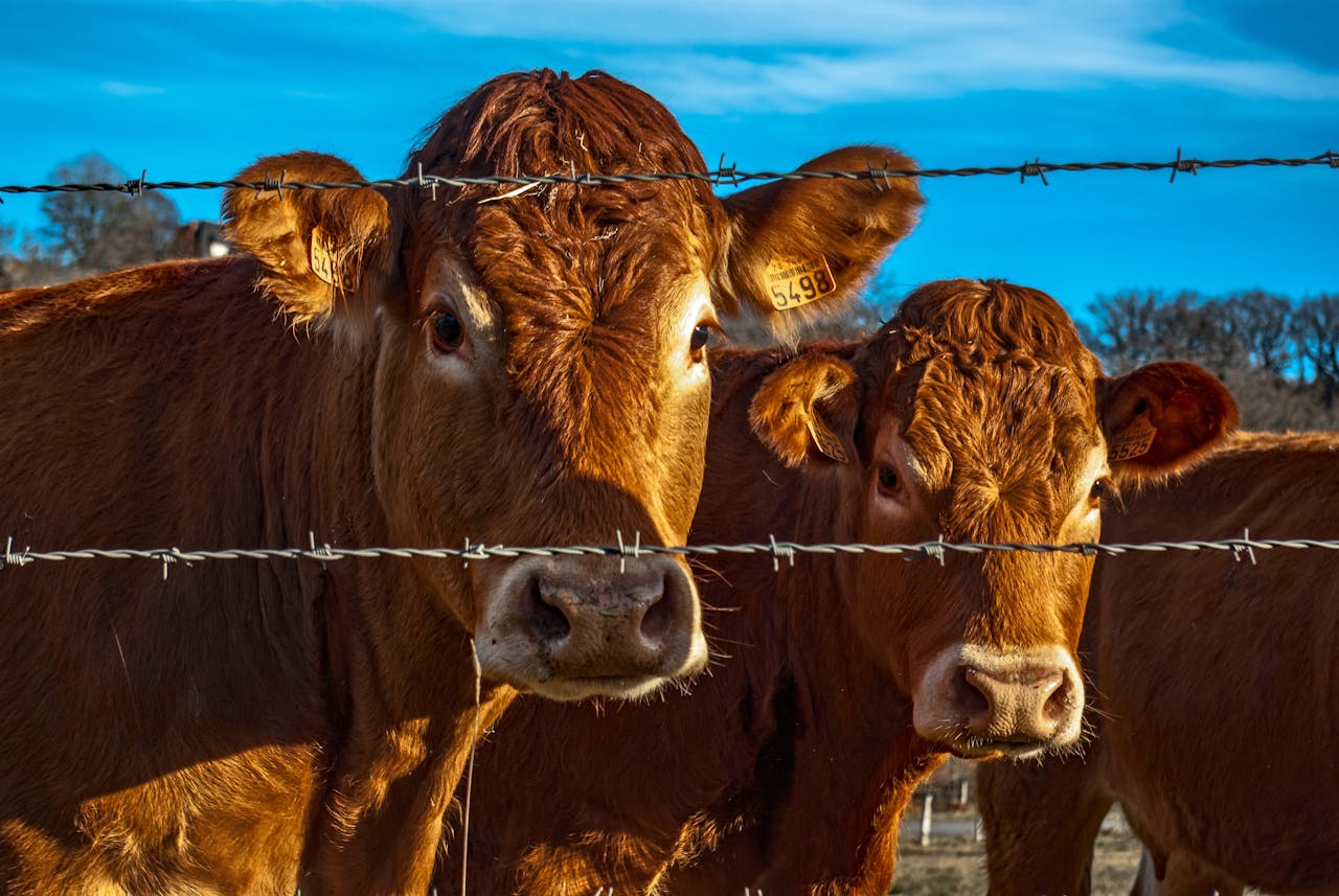 creative-02 Brown cows gazing through a barbed wire fence on a sunny farm day.