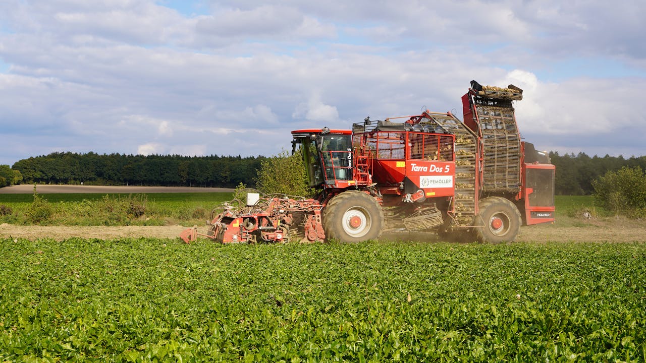 A beet harvester at work in Lütau, Schleswig-Holstein, illustrating modern agricultural practices.