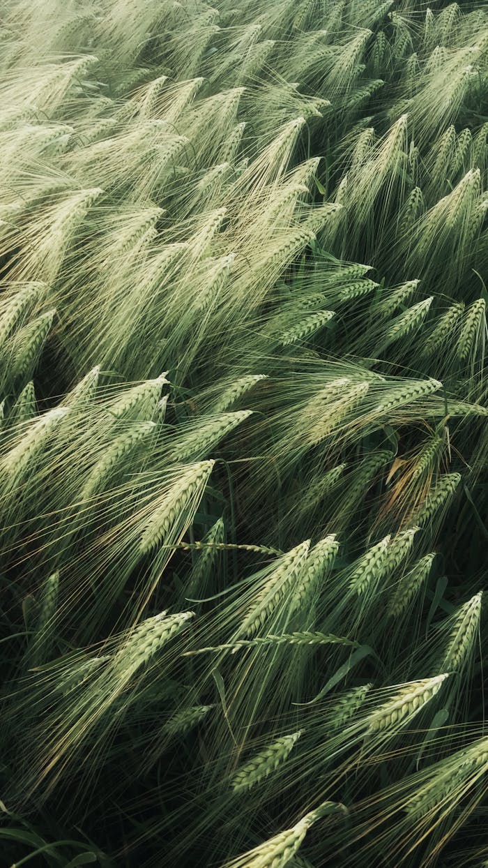 Stunning high-angle view of a wheat field in Trie-la-Ville, capturing nature's beauty.